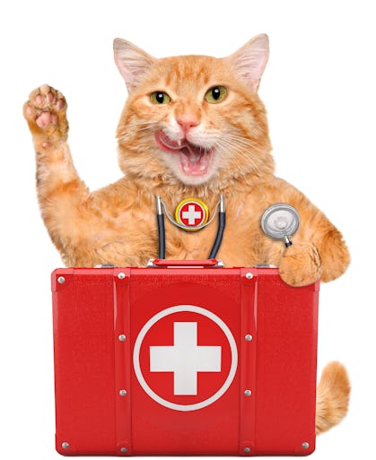cat with first aid kit