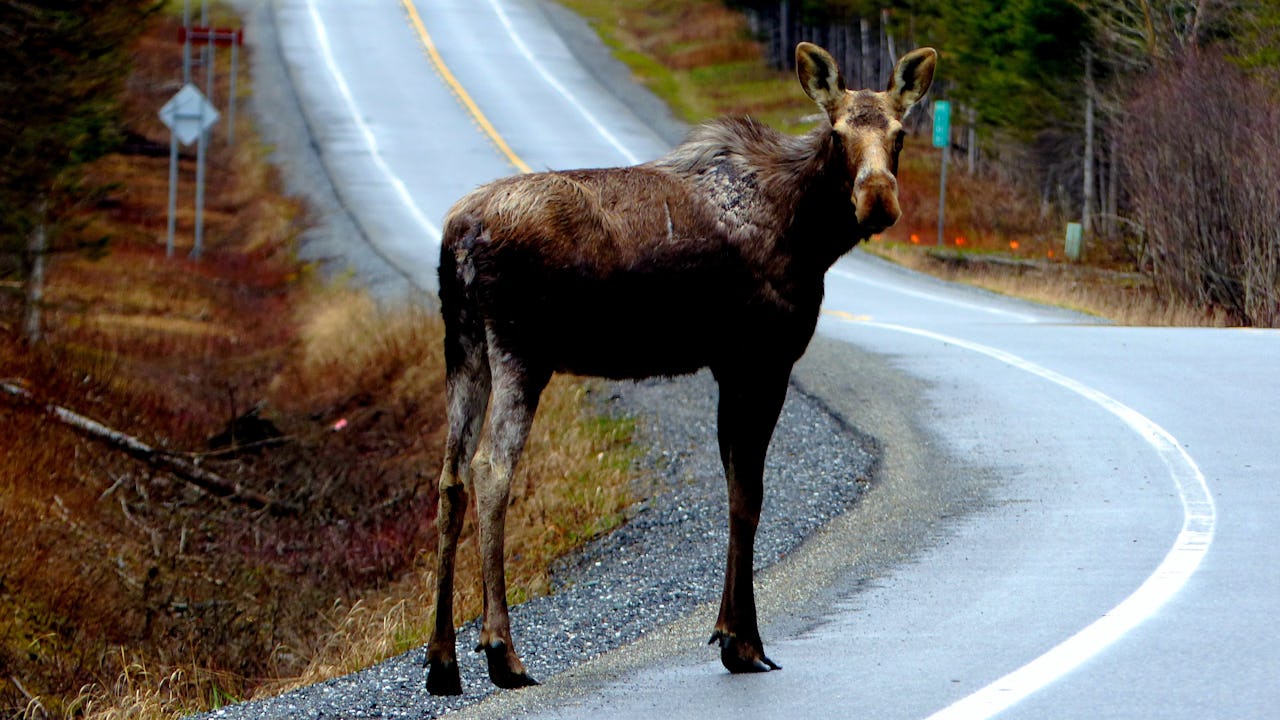 A moose on a road