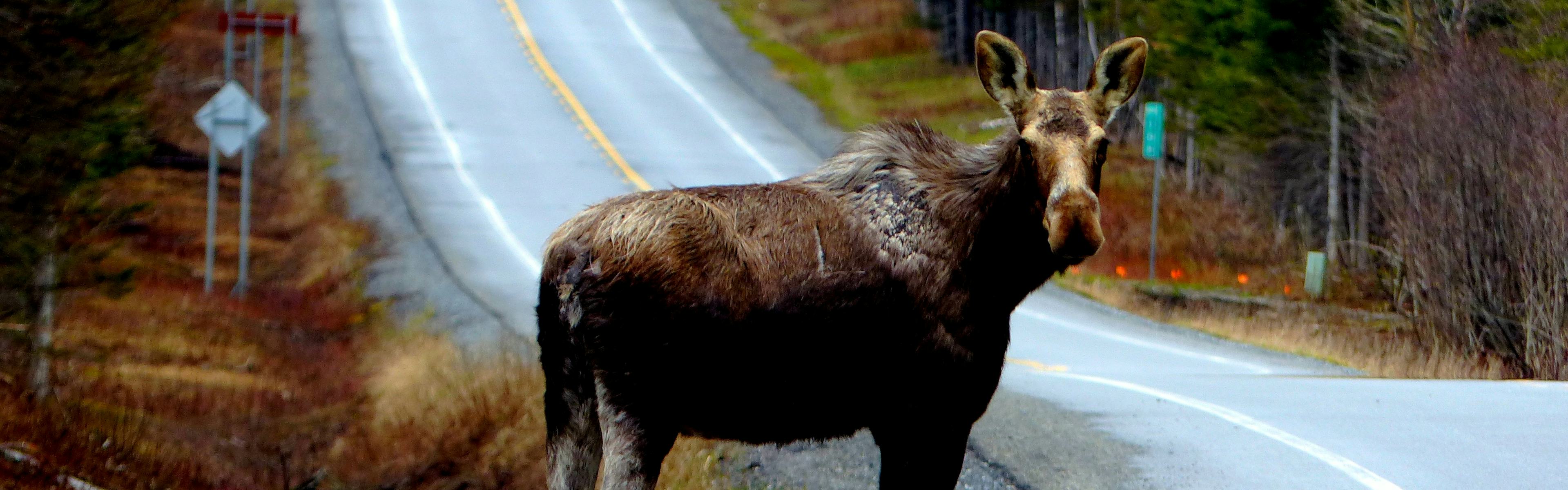How to Avoid Wildlife Collisions with a moose on a road