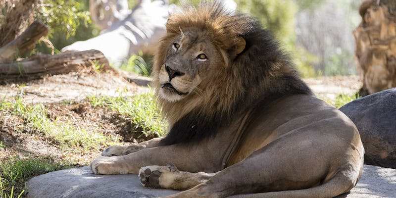 Lion San Diego Zoo