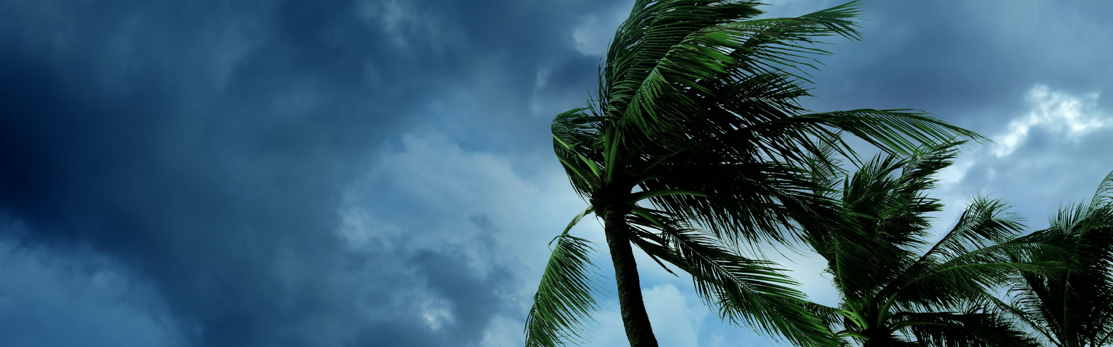 Palm trees with ominous clouds