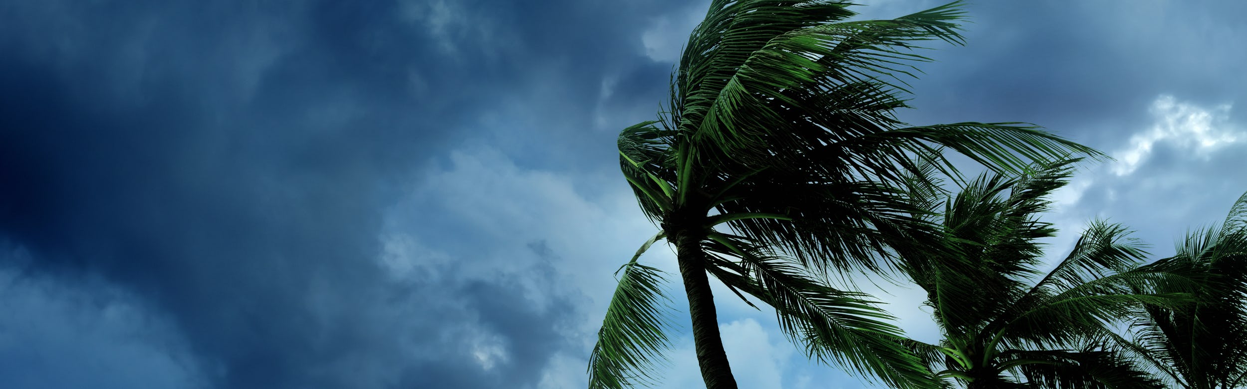 Palm trees with ominous clouds