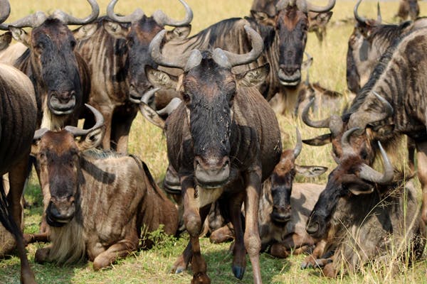 A herd of African wildebeest 