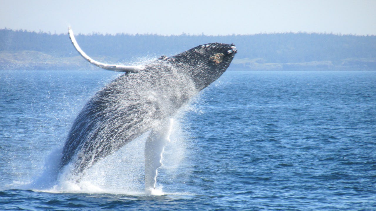 Humpback Whale in the Bay of Fundy