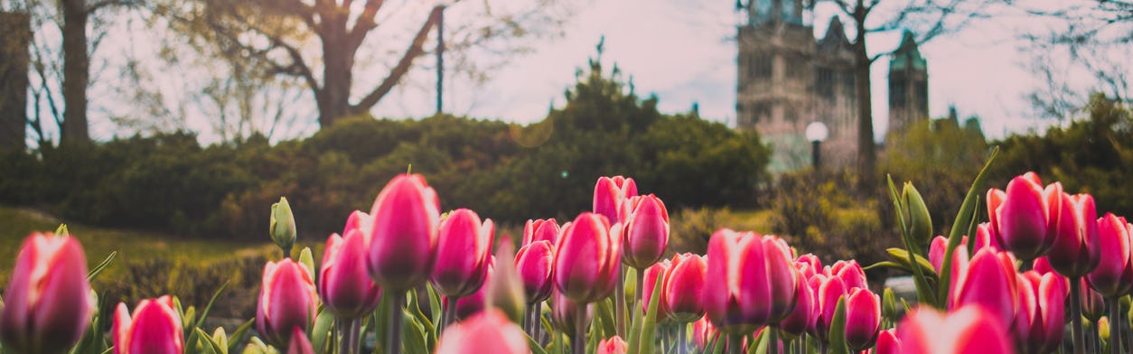 Pink tulips in Ottawa
