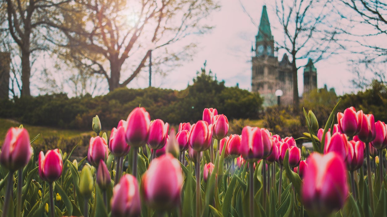 Pink tulips in Ottawa