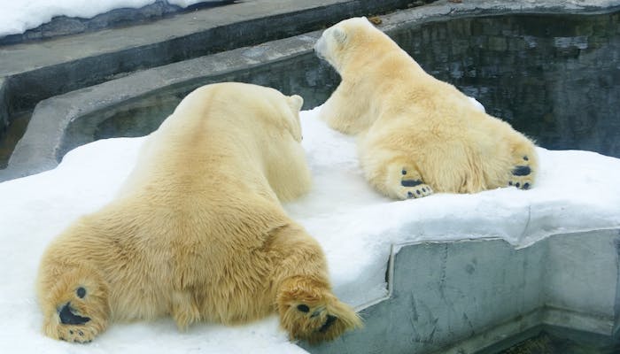 Polar bears laying down