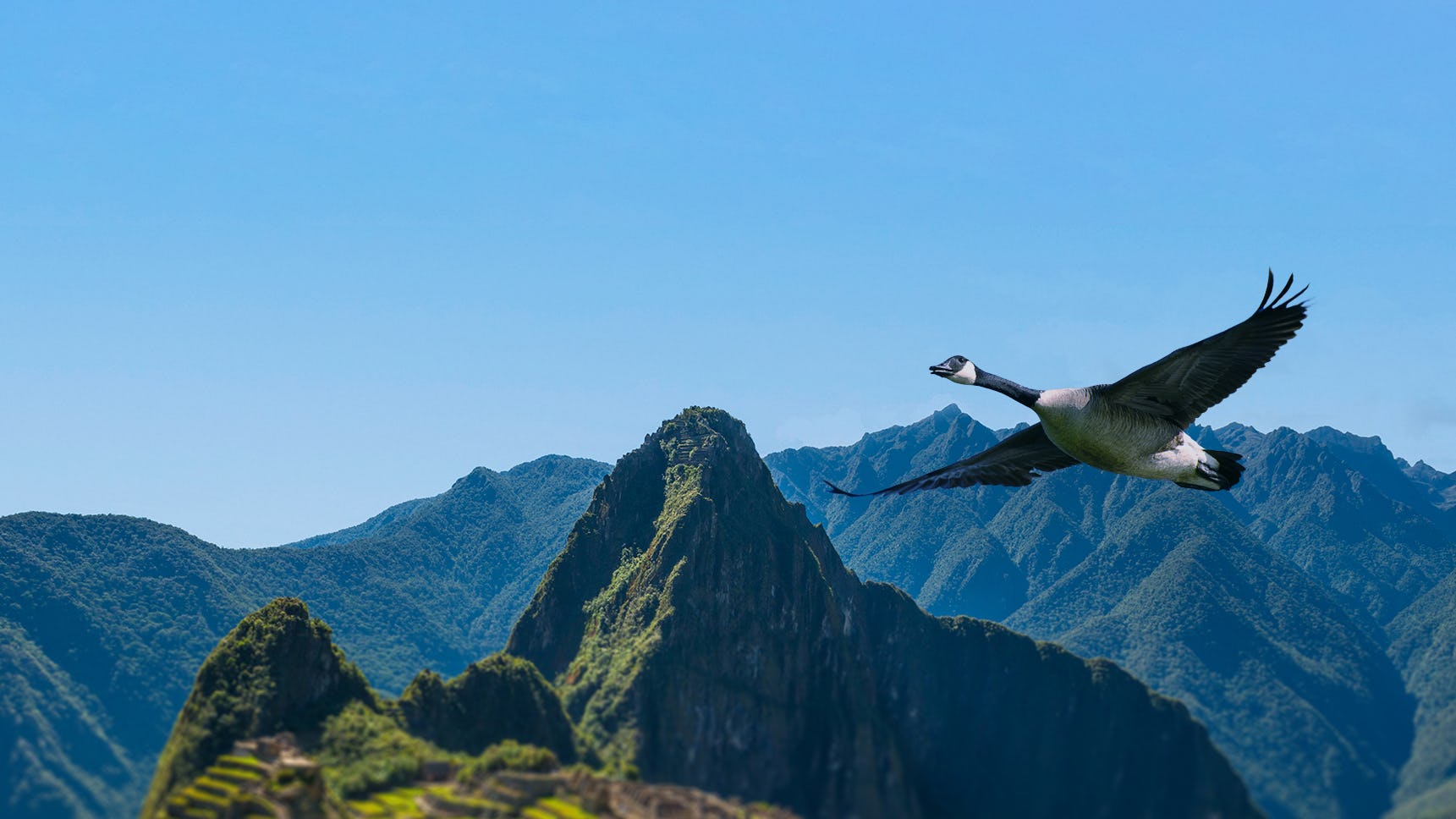 Canadian Goose flying over Peru 