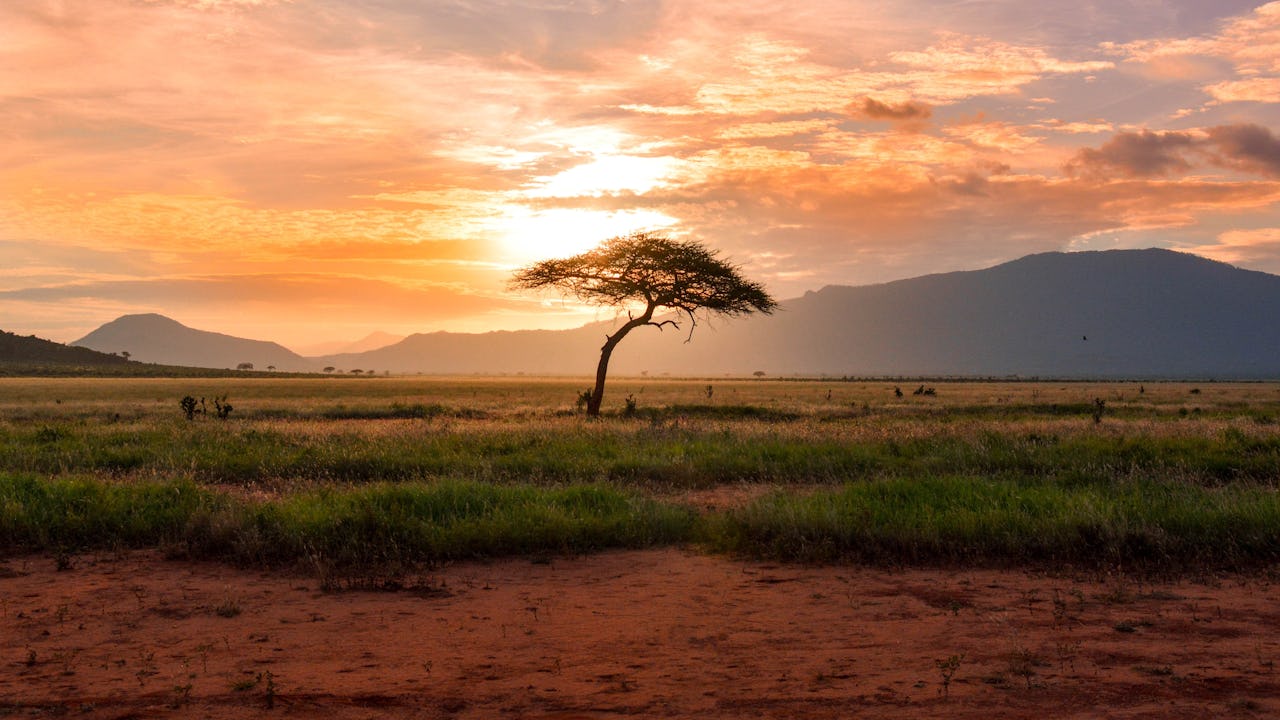 Tree in Africa 