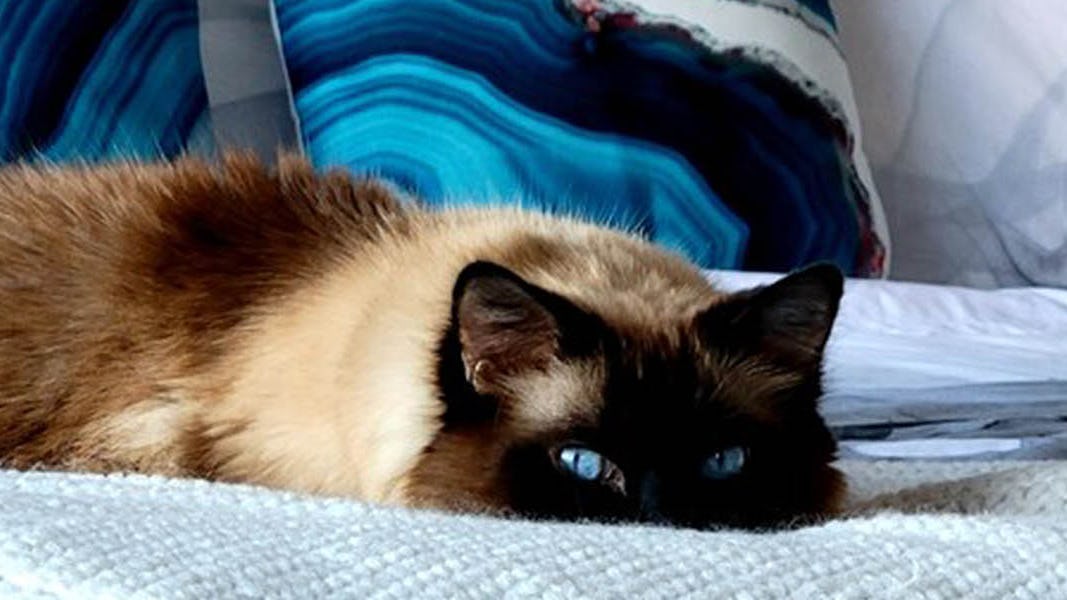 A blue-eyed cat lying on a blue blanket