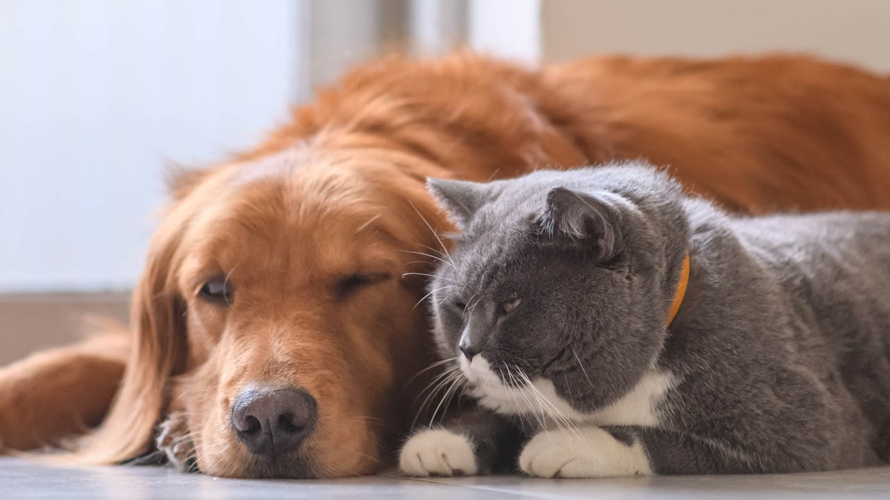 A cat and dog laying together