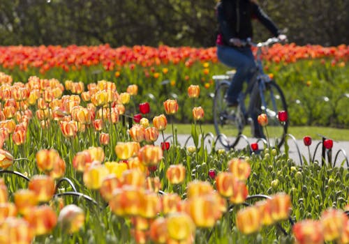 Cycling in Ottawa during Tulip Festival 