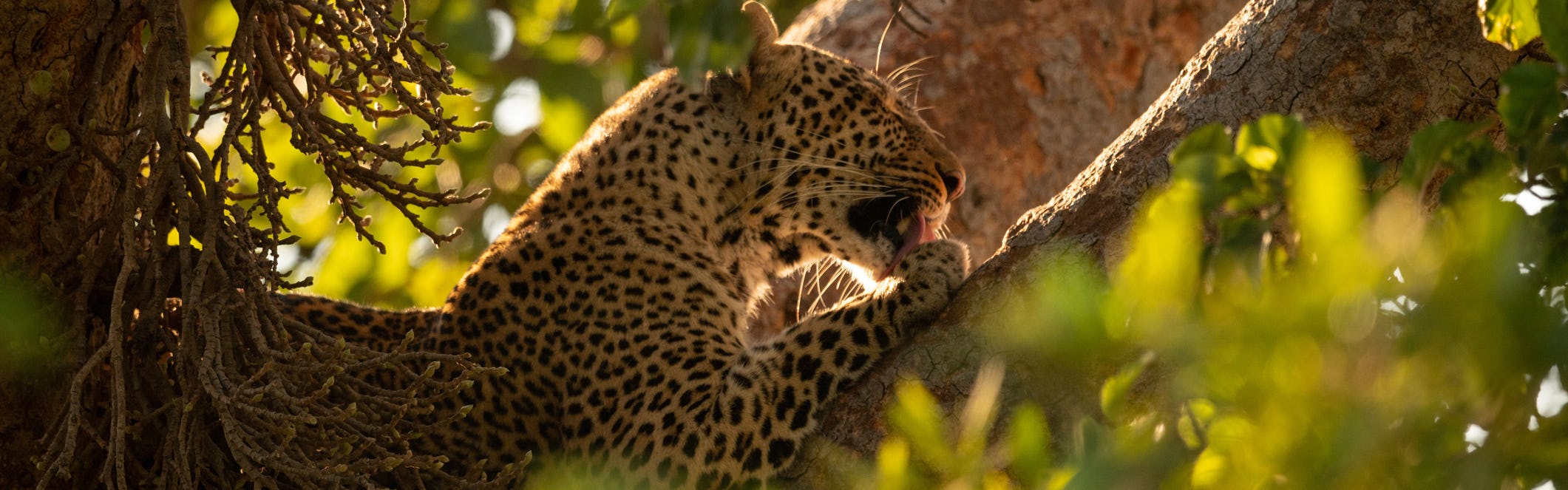 Leopard licks paw lying in leafy tree