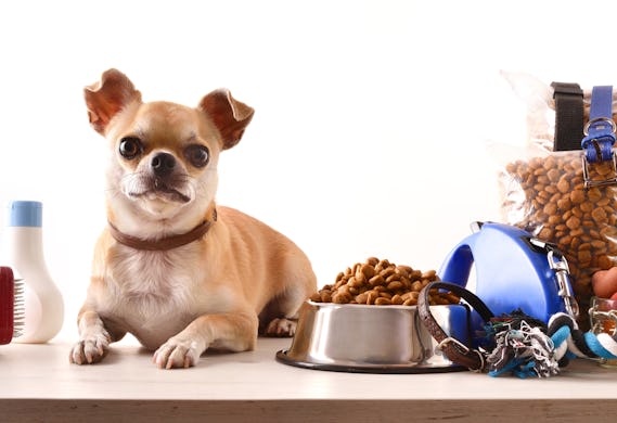 chihuahua sitting with his food and accessories 