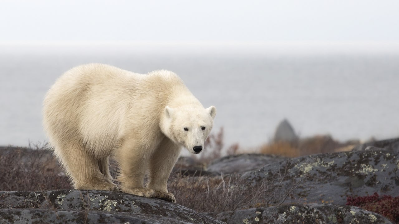 Polar Bear in Manitoba Canada
