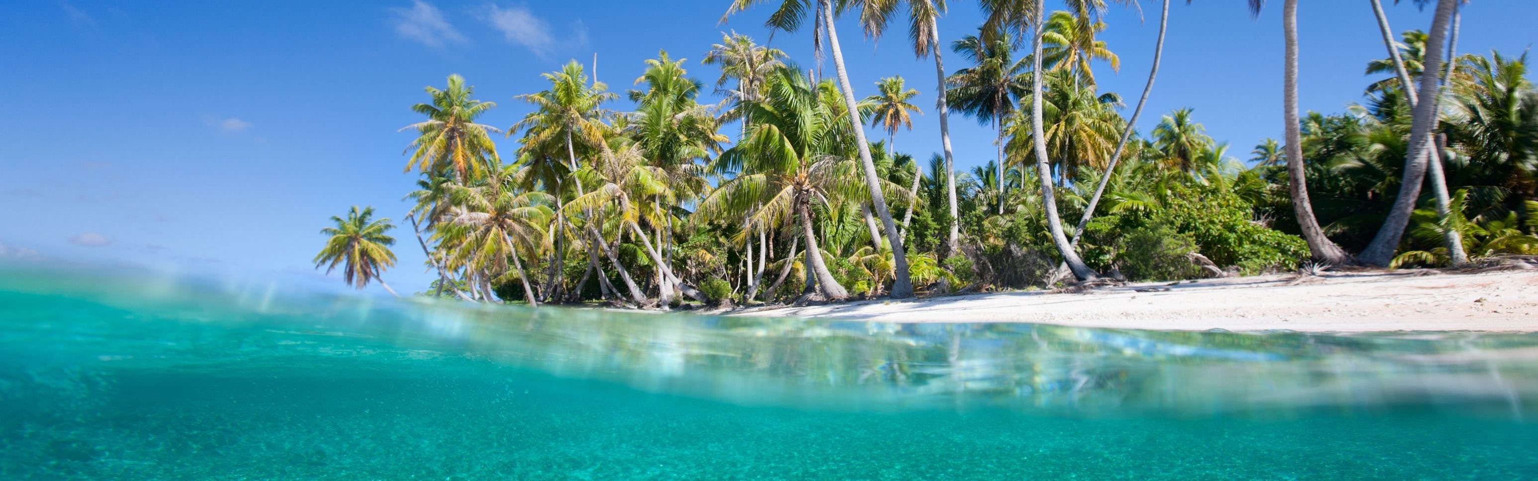a person scuba diving in clear ocean water and palm trees in the backgroun