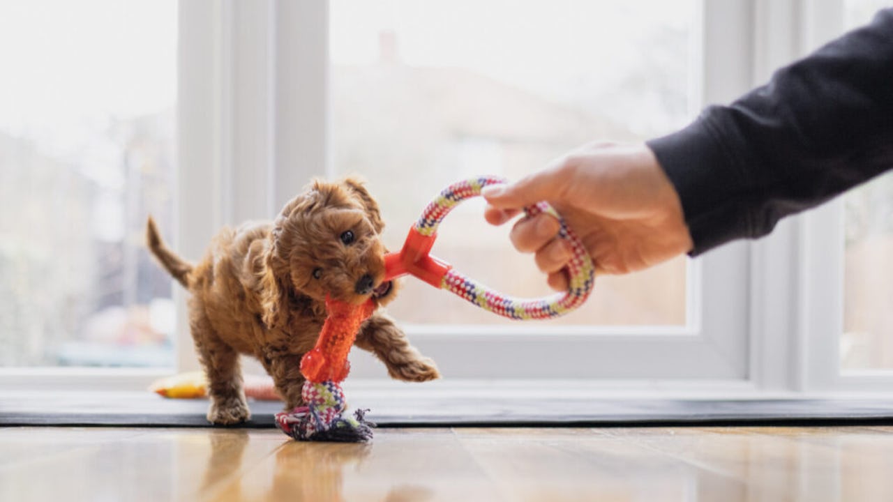 A little puppy playing tug of war with a toy