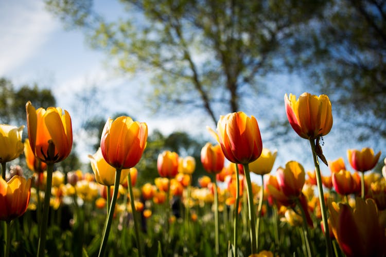 Yellow tulips in Ottawa