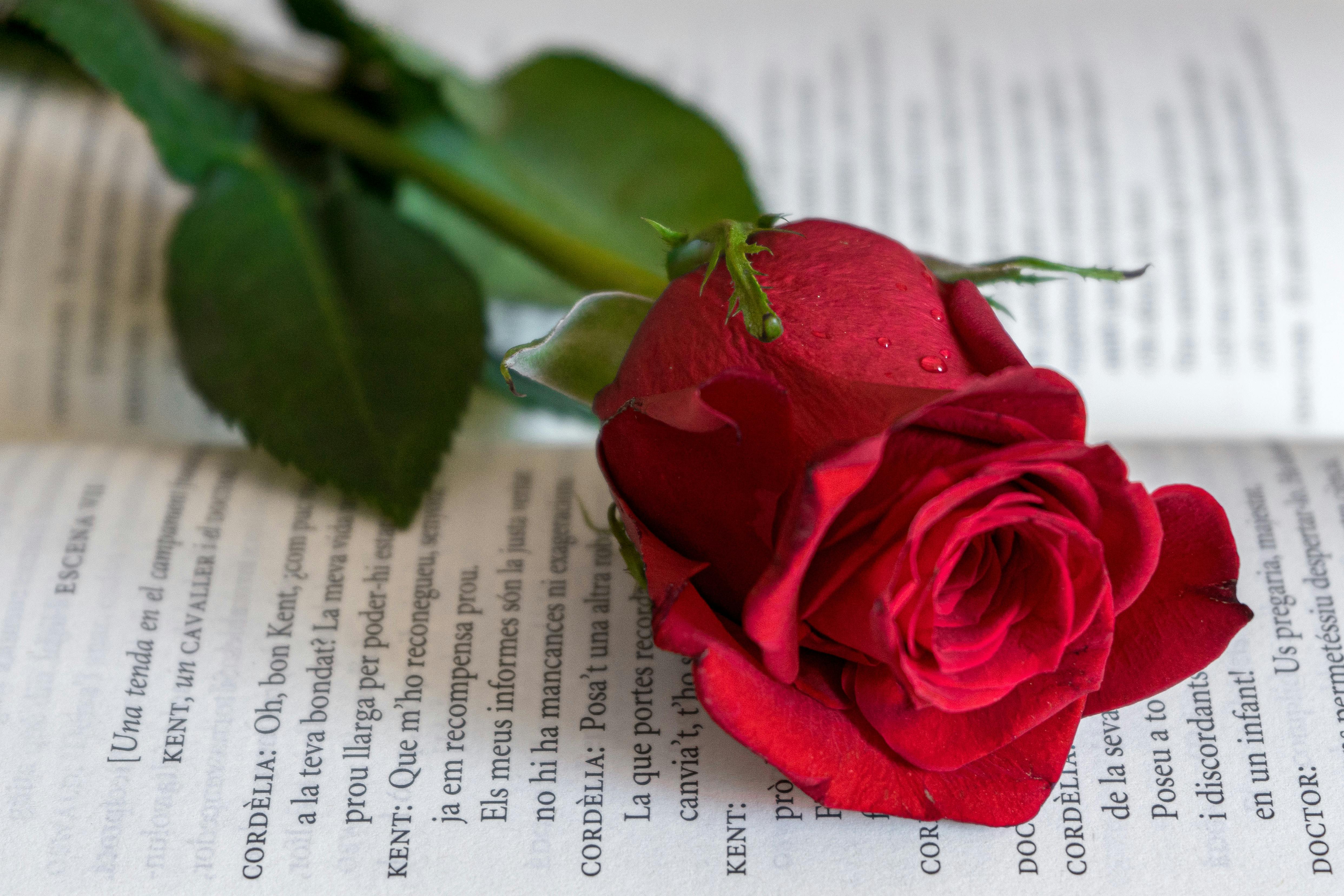 A red rose and a book, symbolizing love and passion.