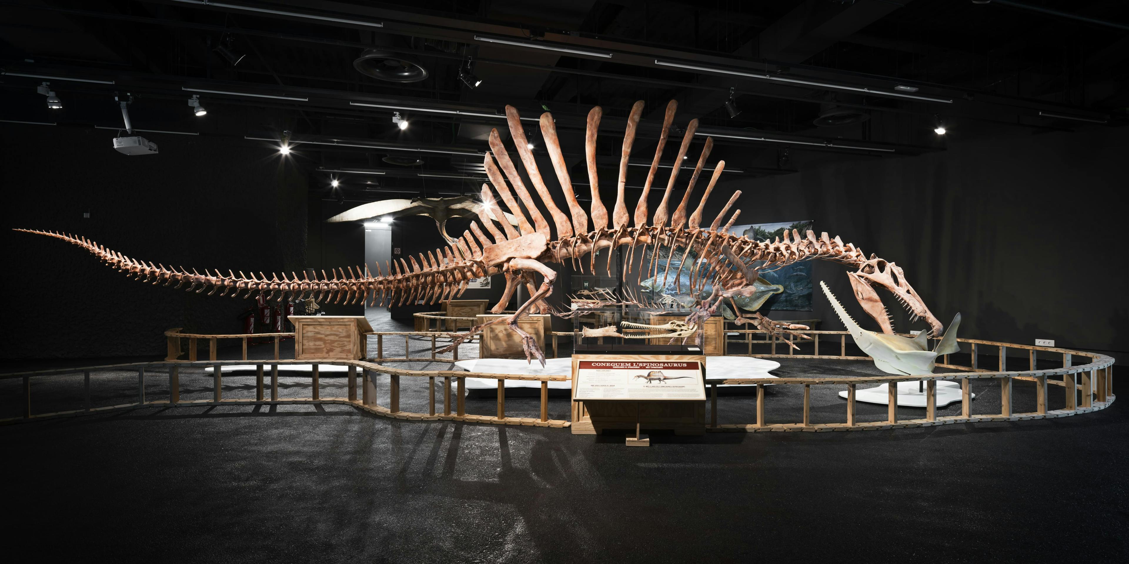 A dinosaur skeleton displayed at Museu de Ciències Naturals, Barcelona. A fascinating exhibit for kids.