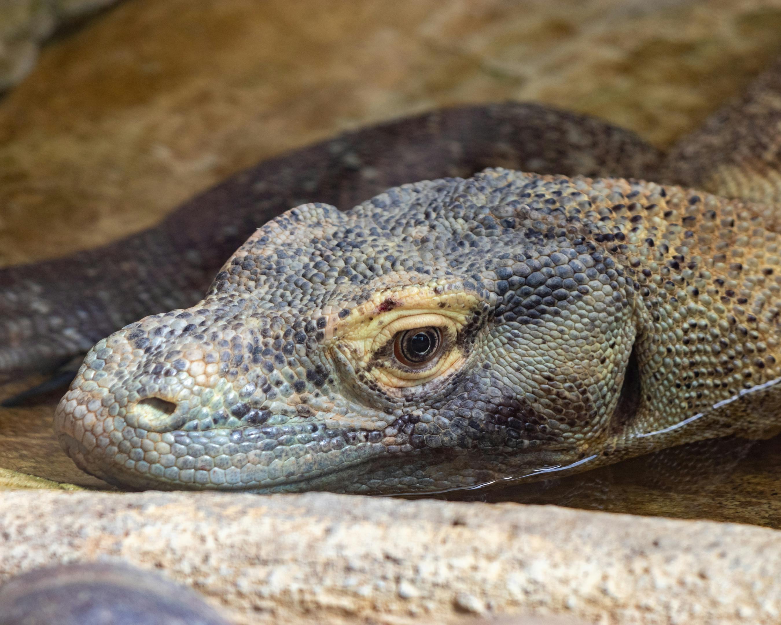 A lizard rests on a rock at Barcelona Zoo.