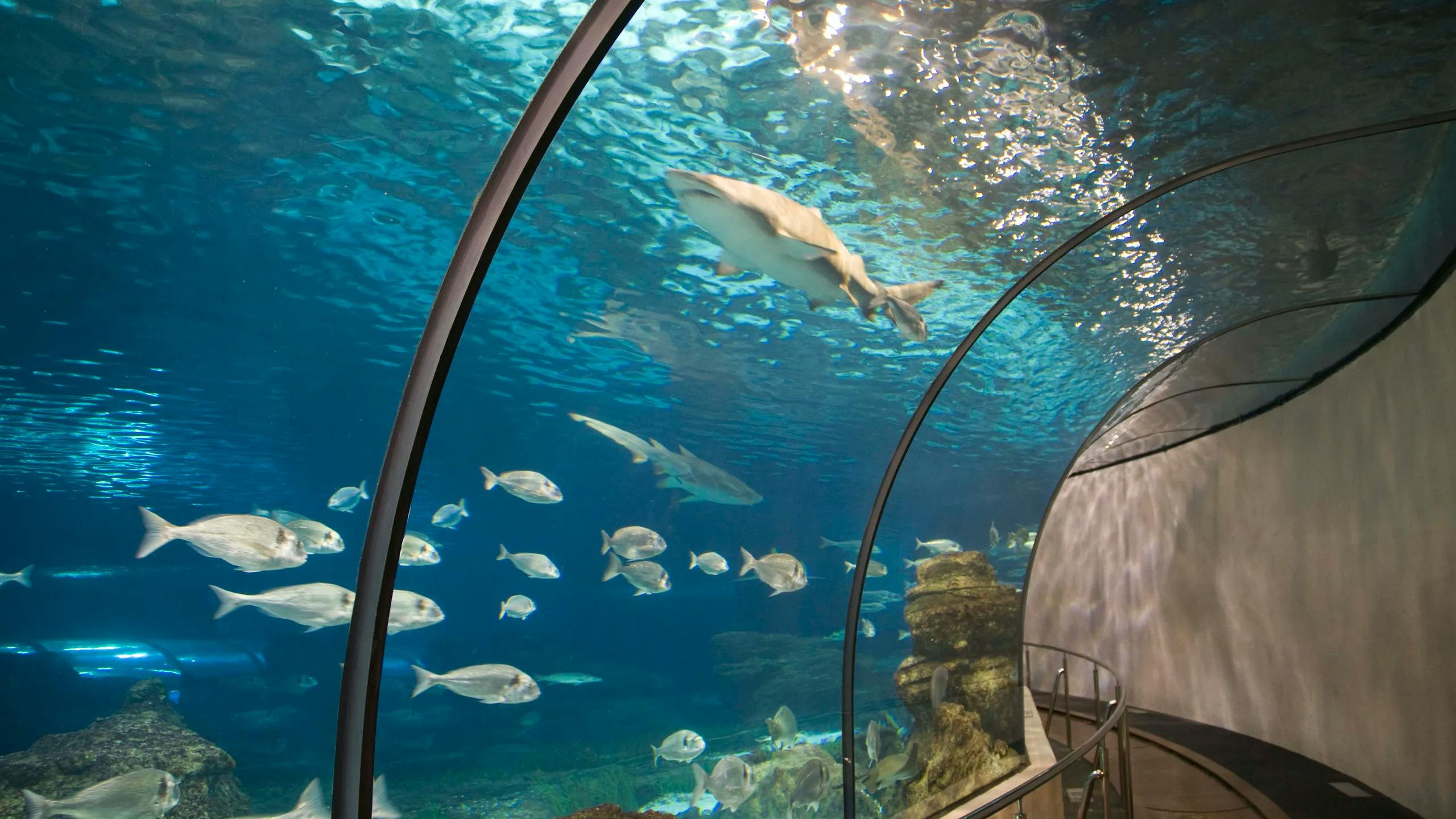 A captivating scene of fish swimming in a large aquarium at Barcelona Aquarium.