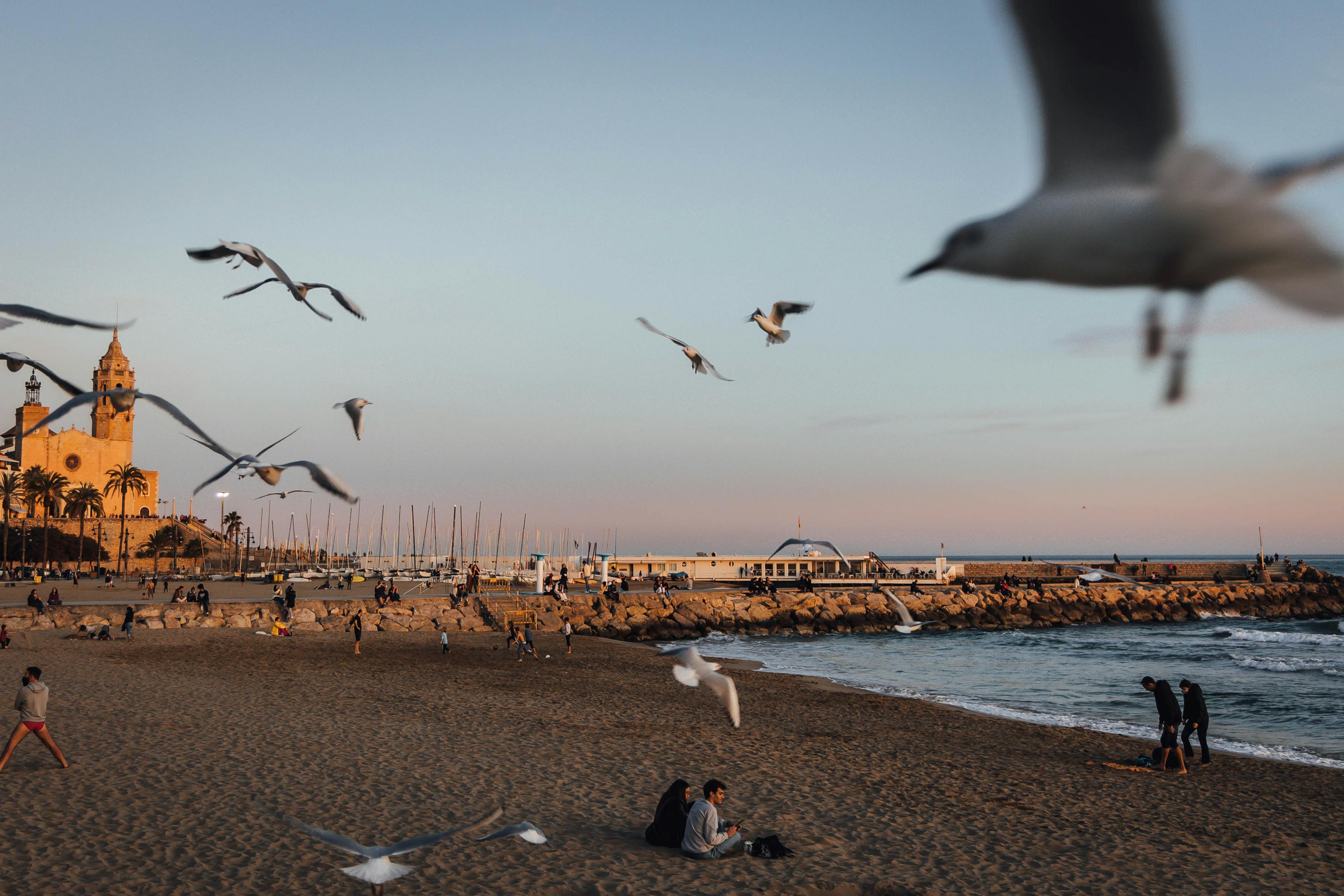 Una bandada de pájaros sobrevuela una playa junto al océano en Sitges.