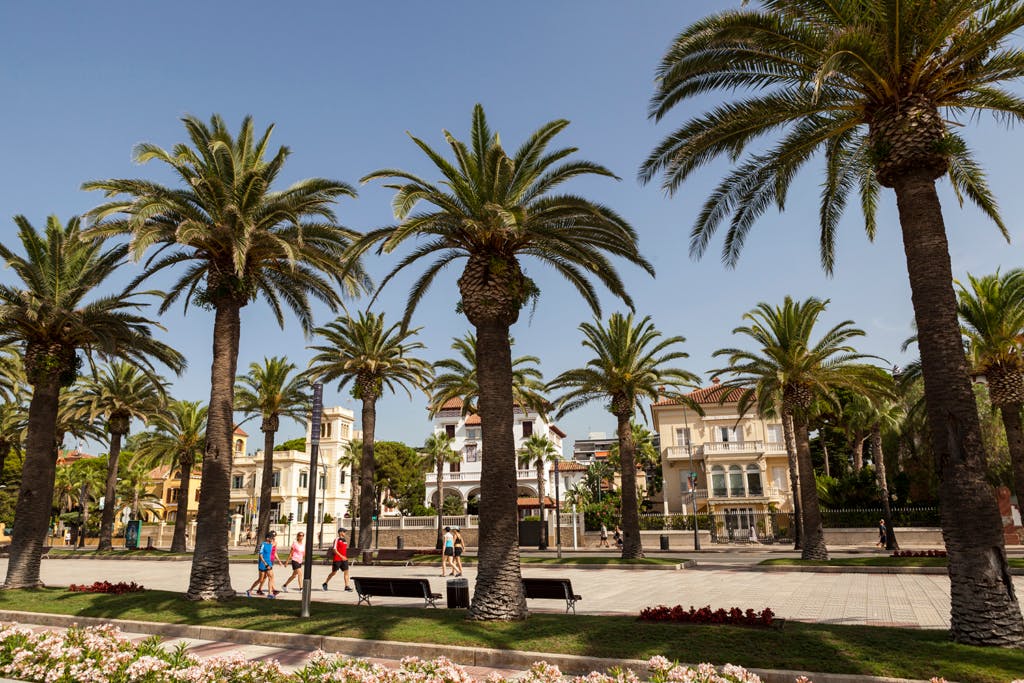 A row of palm trees lining Passeig de Jaume in Salou, creating a serene and tropical atmosphere.