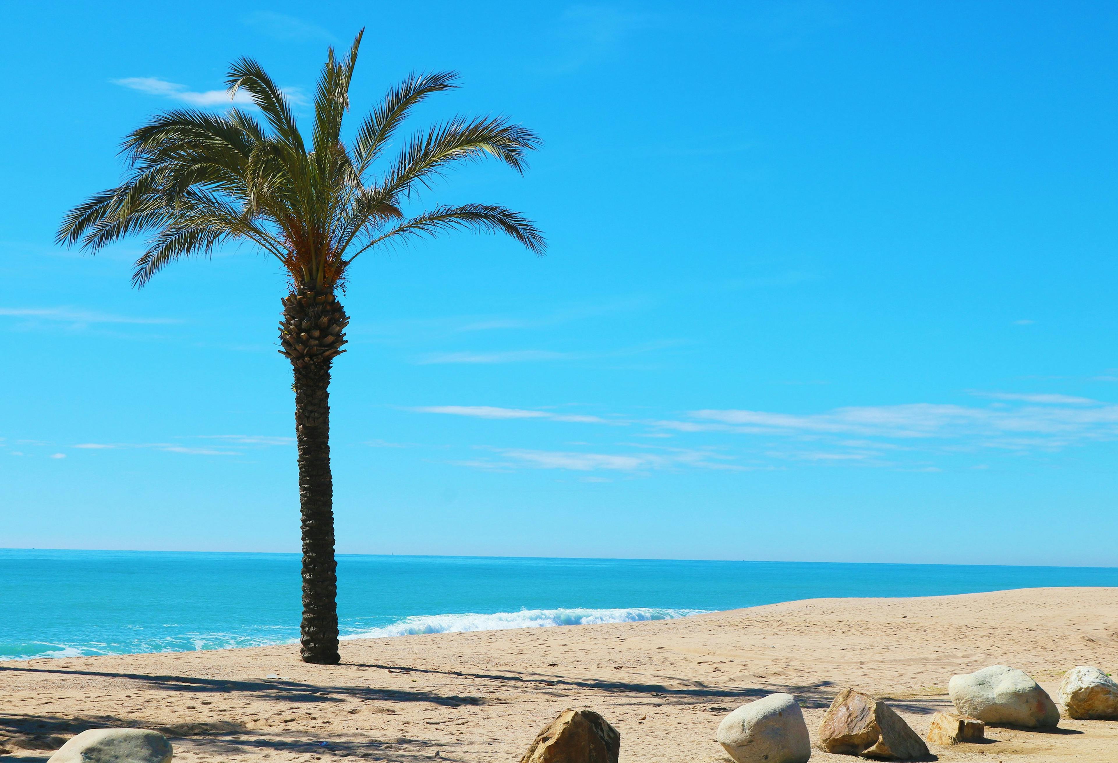 Un palmier sur une plage de sable près de l'océan à Santa Susanna.