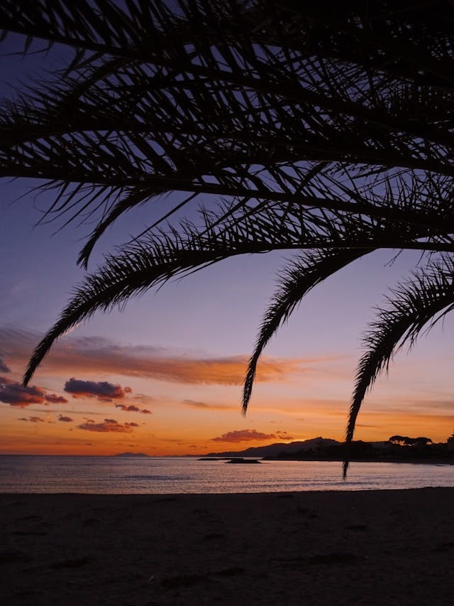 Palm tree near sea during sunset.