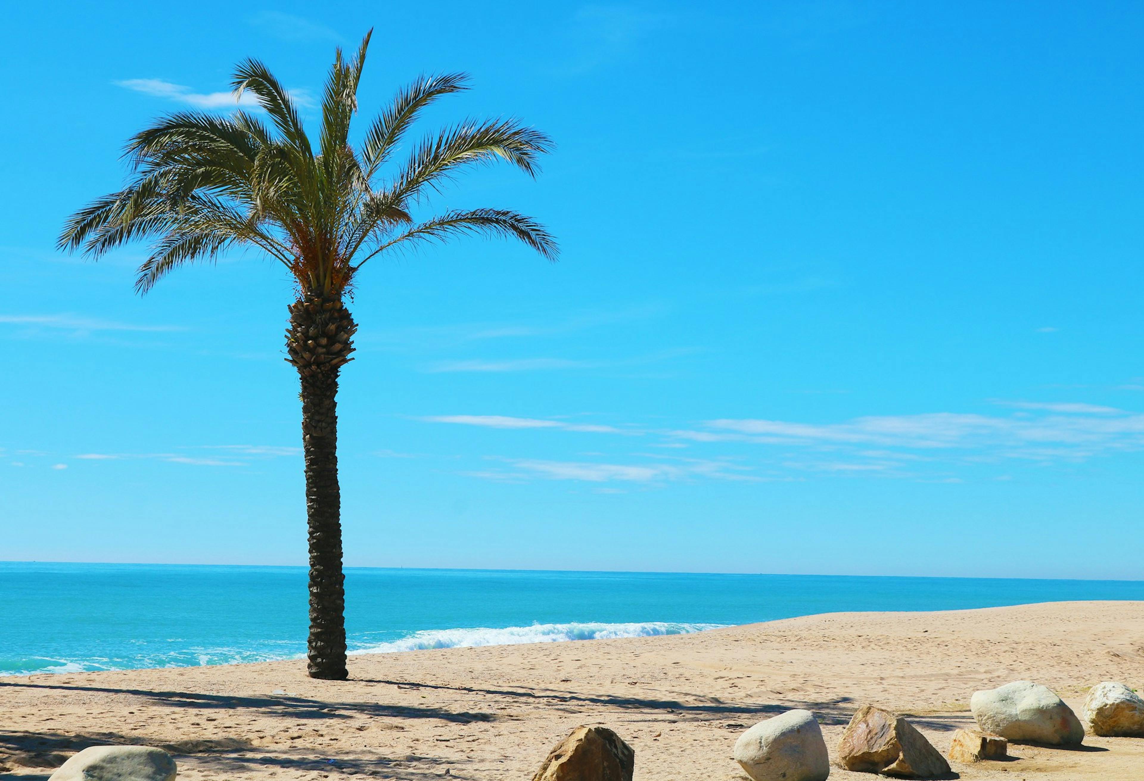 A palm tree on a sandy beach near the ocean in Santa Susanna.