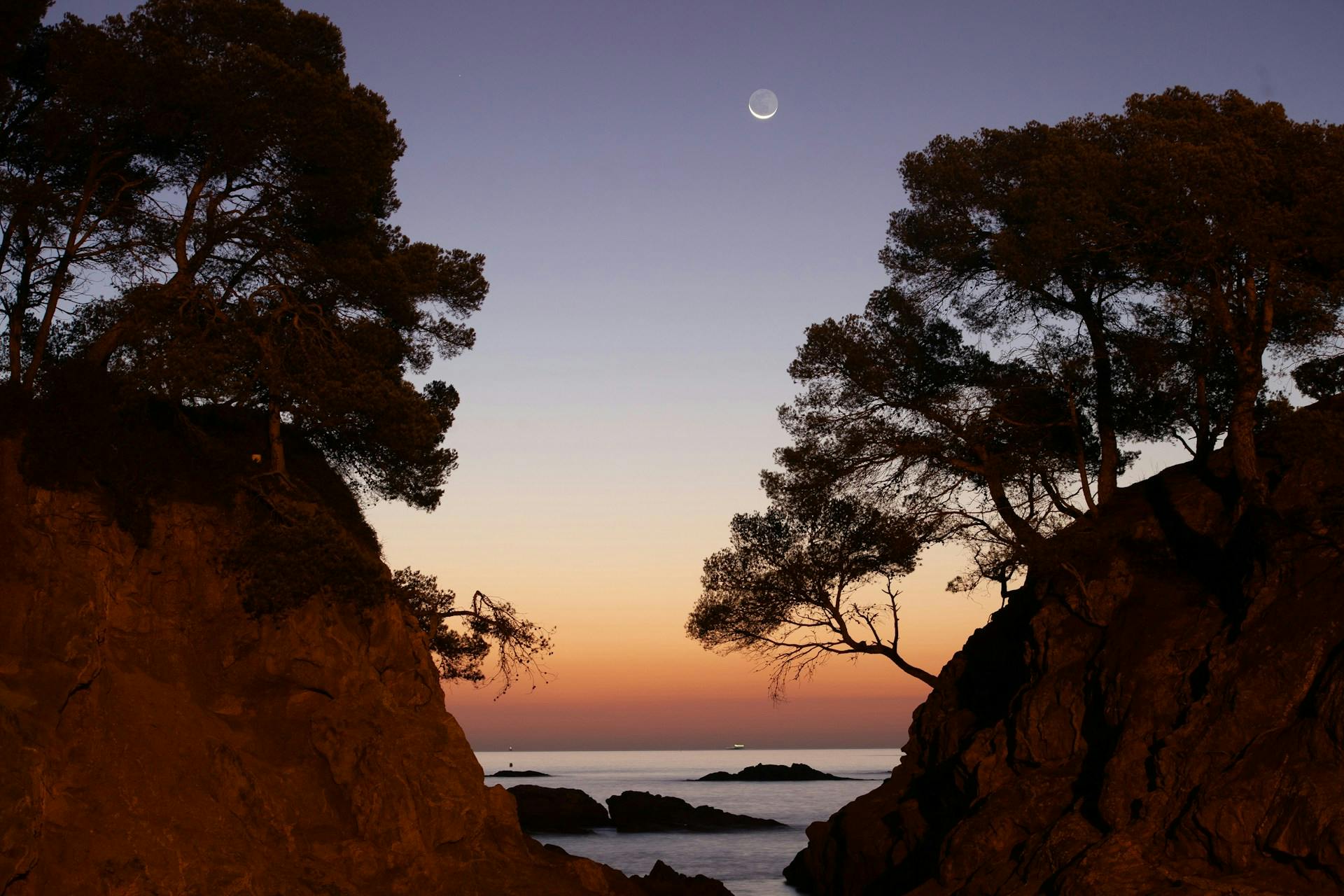 Árbol marrón y verde cerca del mar durante el día.