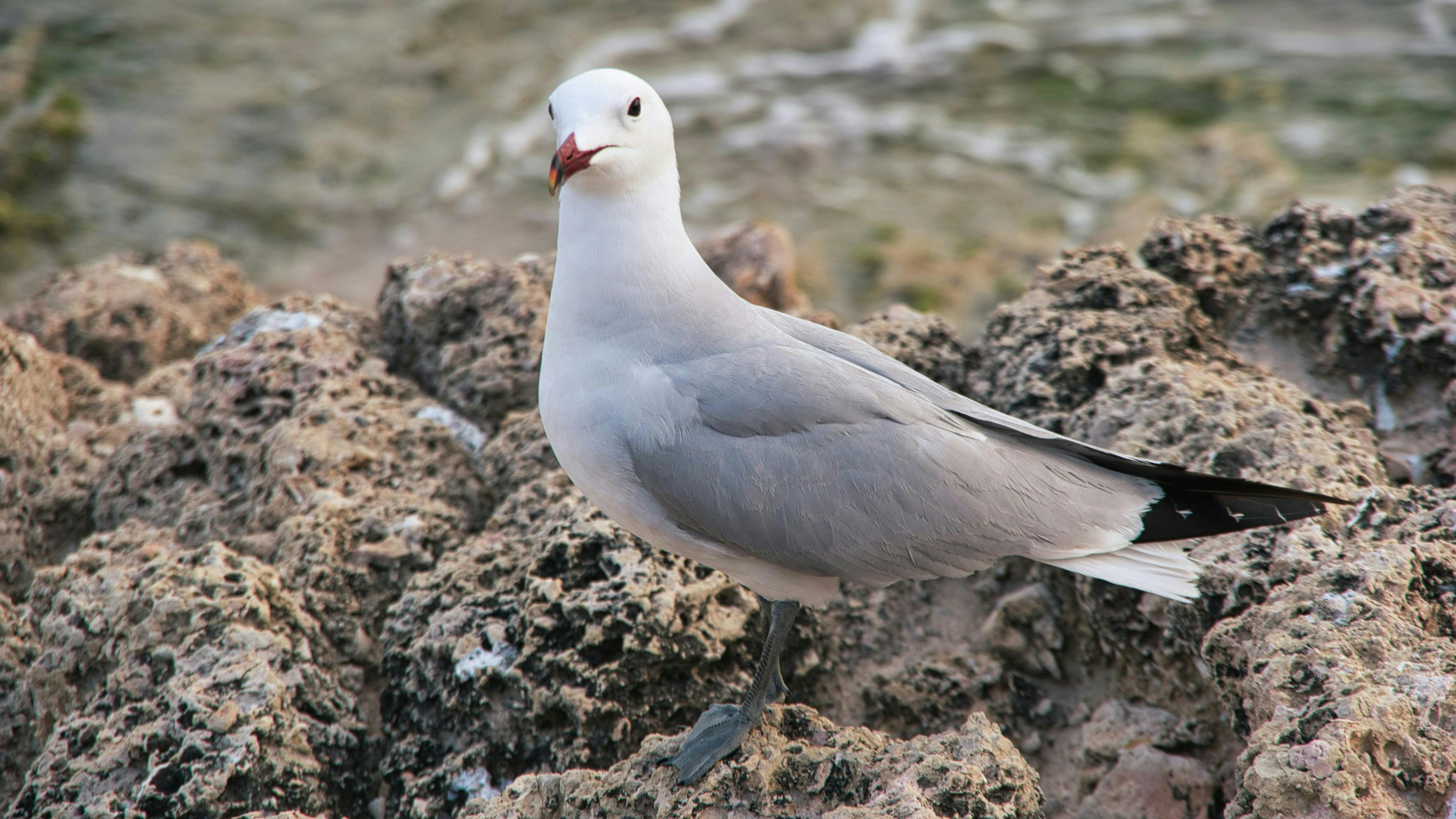 A seagull perched on a rock, overlooking the vast expanse of the ocean.