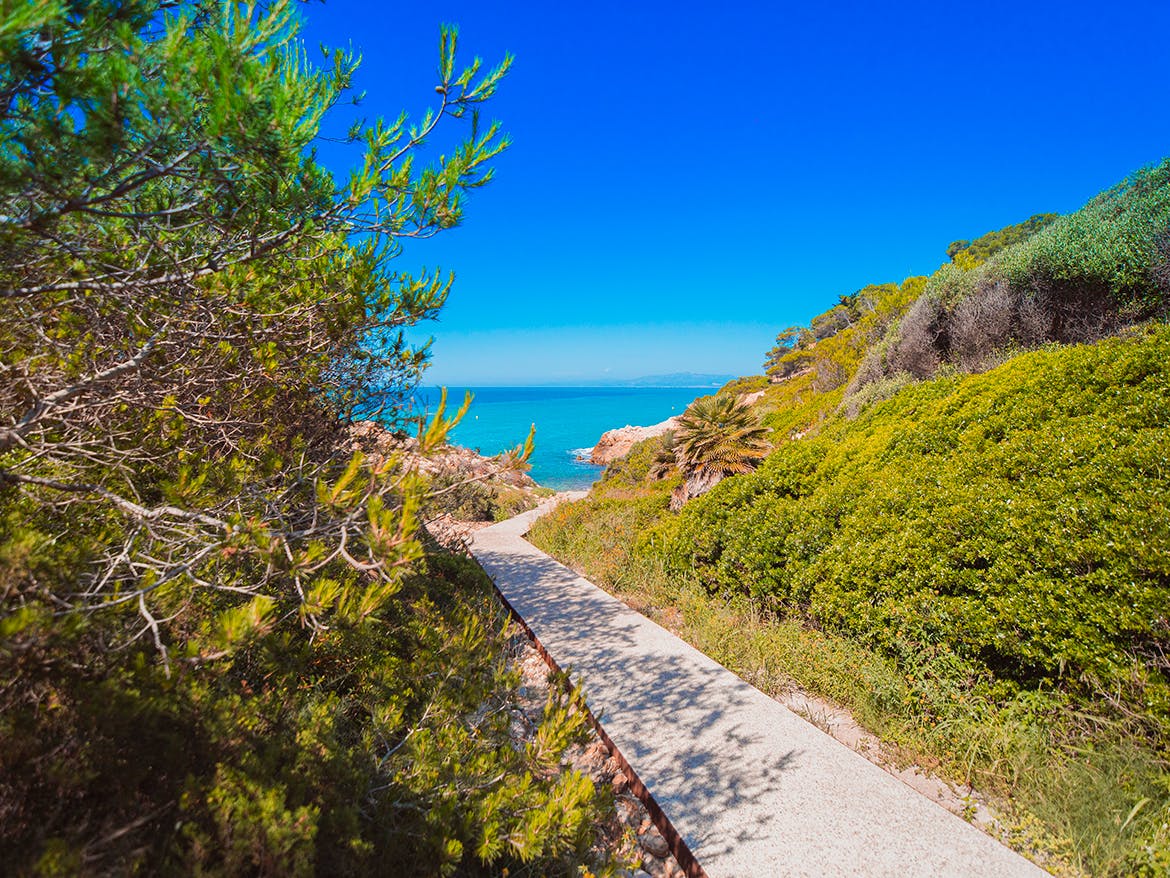 A scenic path lined with trees and bushes leading to the ocean.