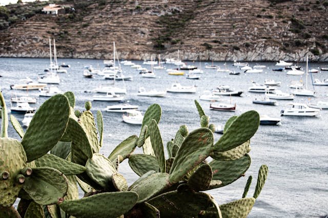 Un cactus à Cadaqués avec un arrière-plan magnifique.