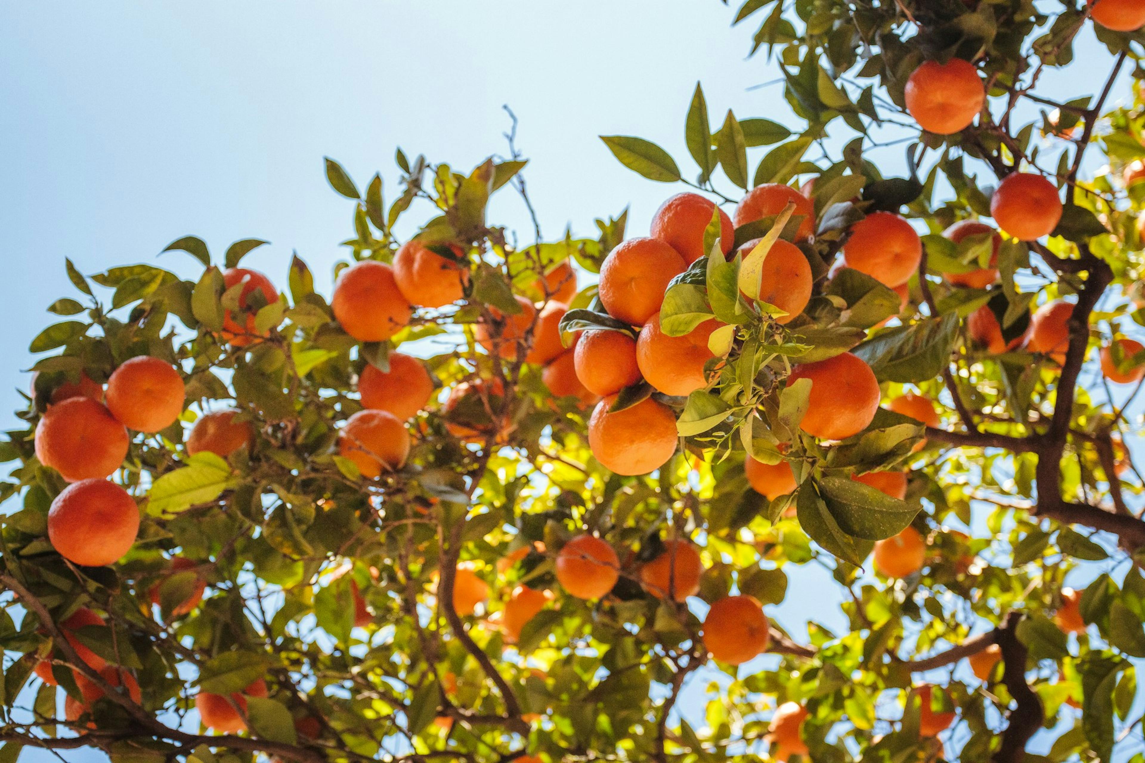 Un arbre avec de nombreuses oranges à Valence, en Espagne.