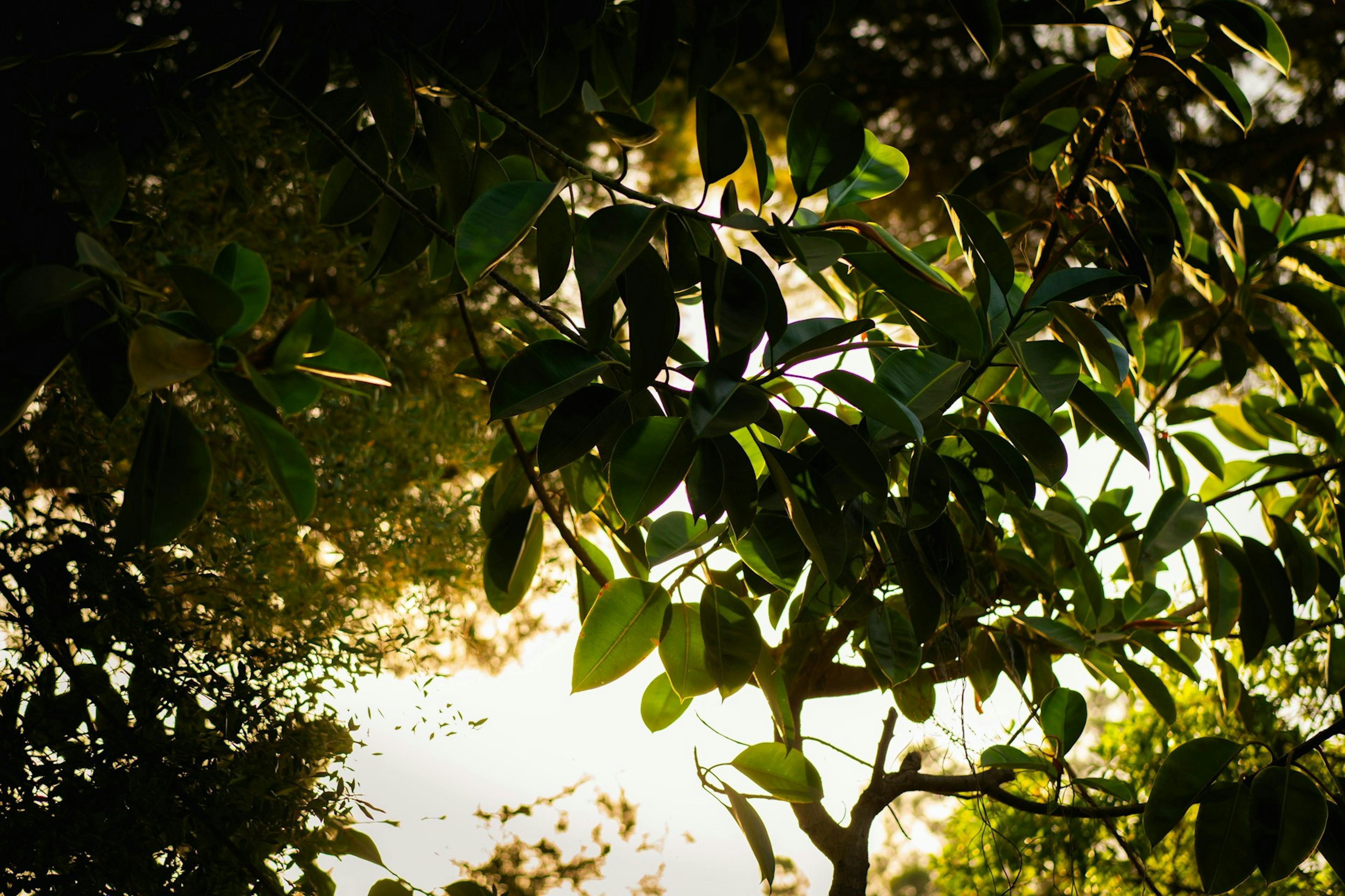 A spacious tree with vibrant leaves.