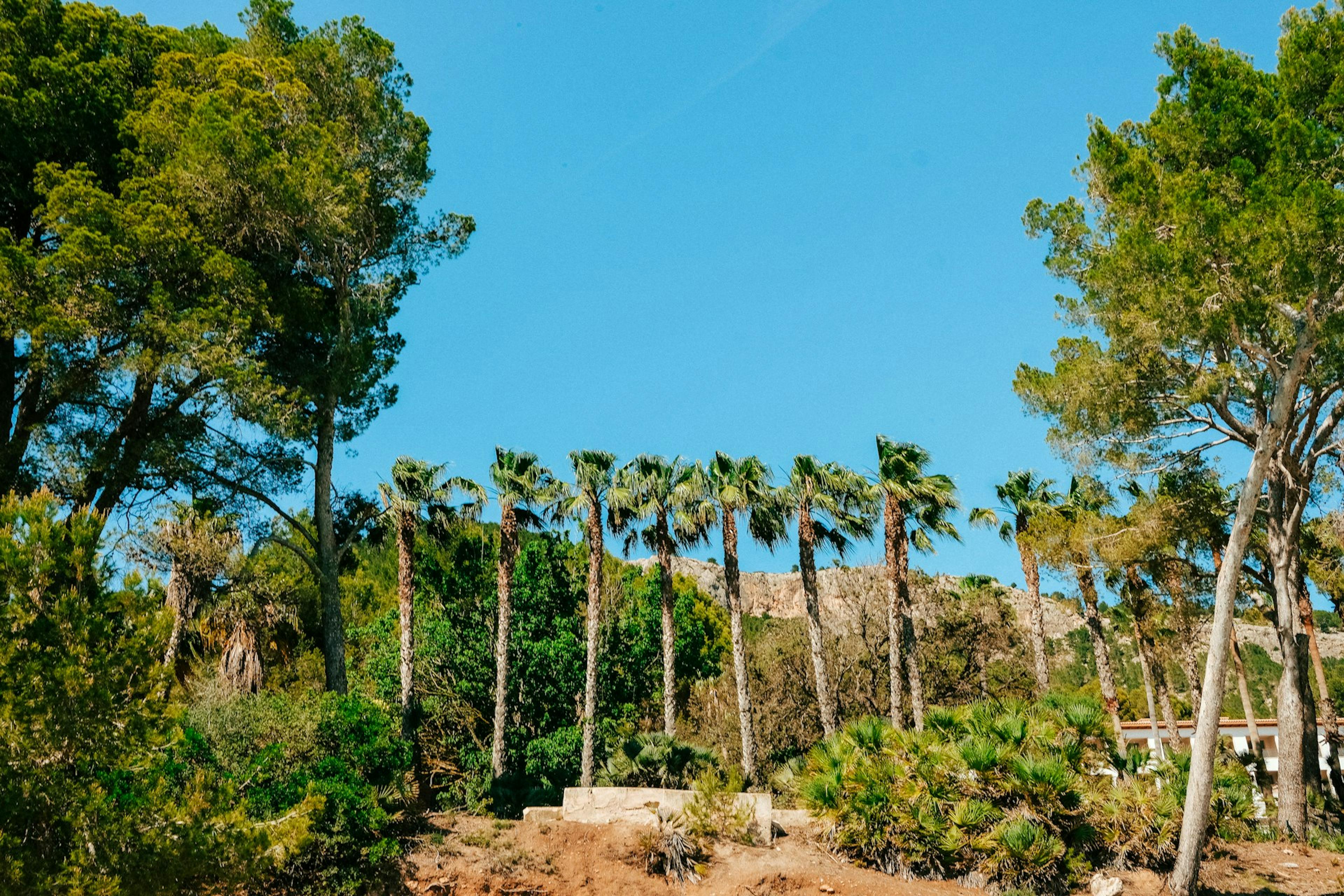 A cluster of palm trees stands prominently in front of a hill in Cala d’Or, Mallorca, showcasing the region's natural beauty.