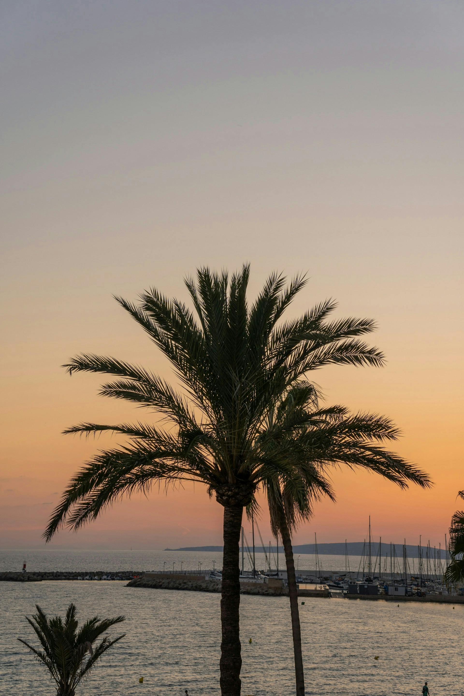 A palm tree stands gracefully in front of the serene waters of Palma de Mallorca.