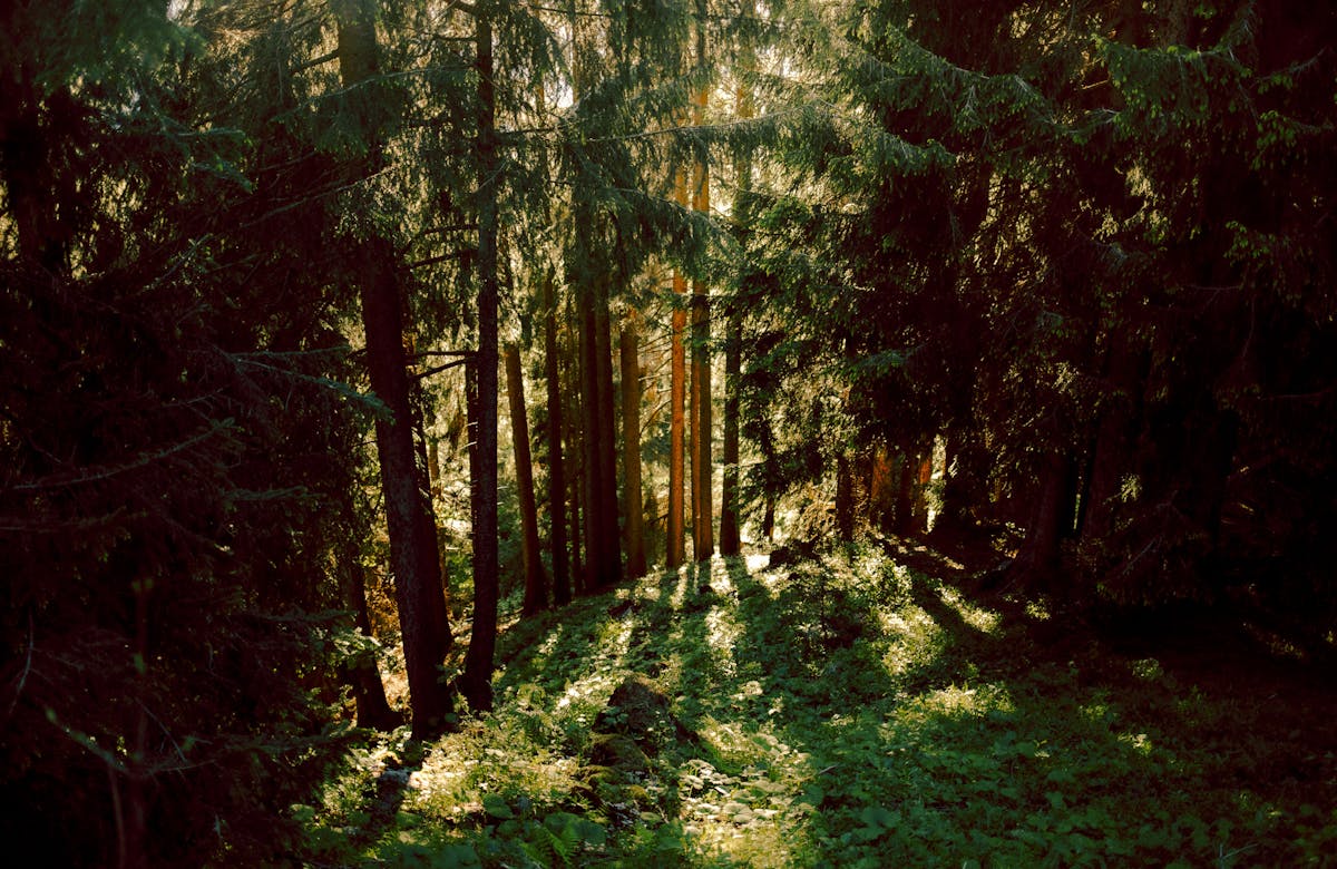 Urlaub Vorarlberg Sommer Bartholomaeberg Wald