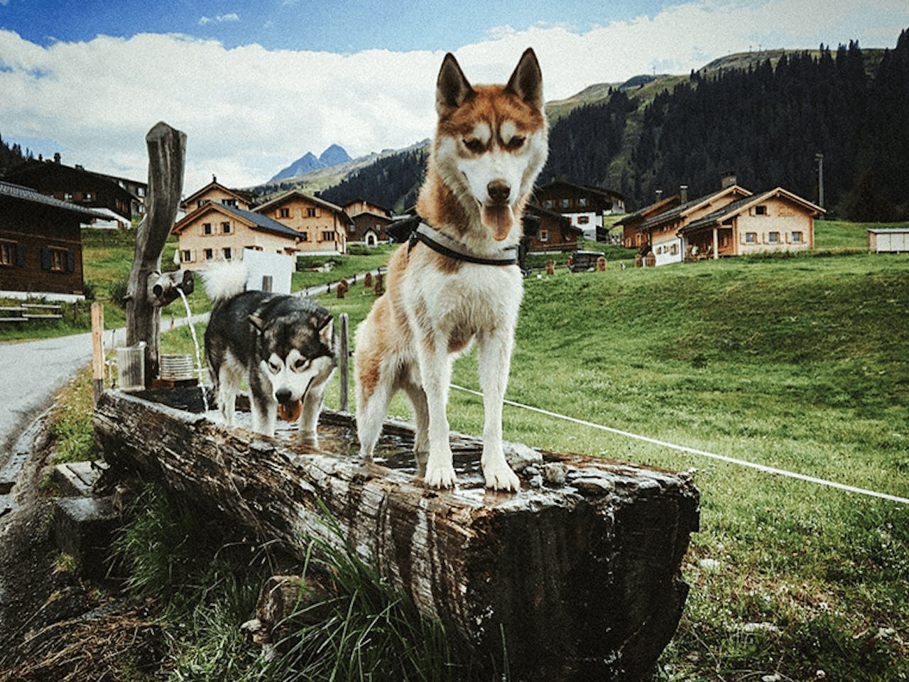 Urlaub mit Hund im Sommer