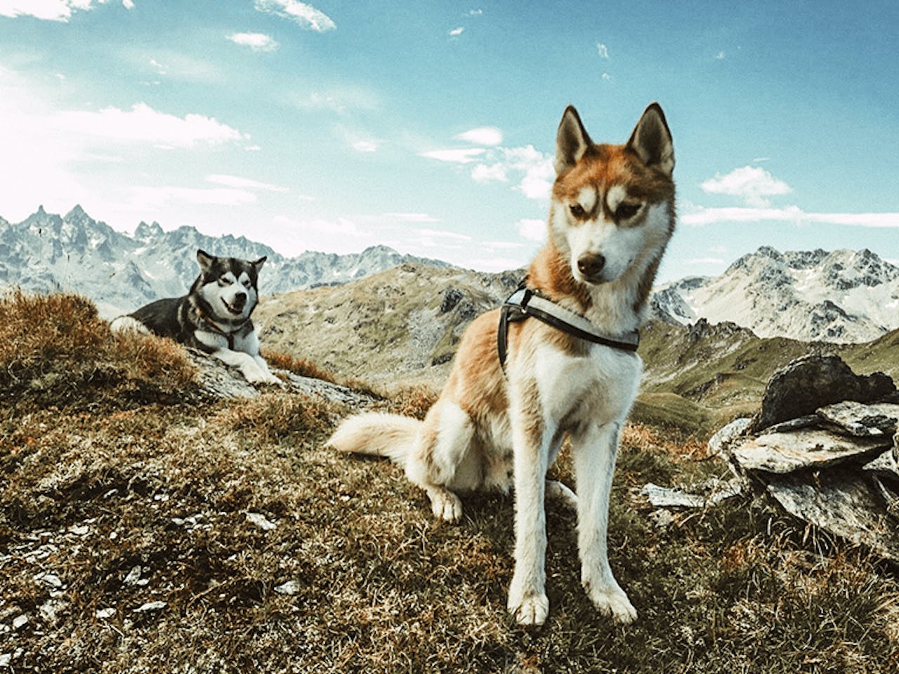 Urlaub mit Hund in den Bergen