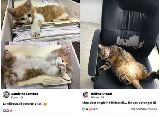 Et Vous Chat Va Le Teletravail Cadremploi