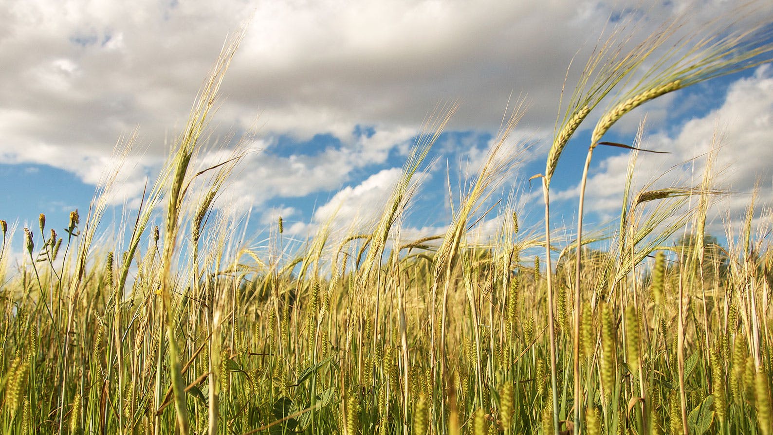 Natural Resources Summit Summation