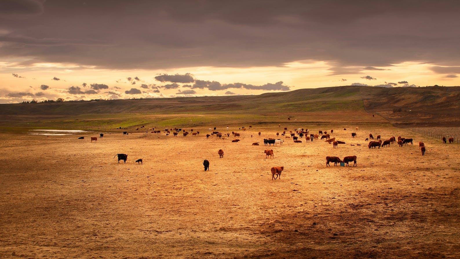 A herd of cattle standing on top of a dry grass field