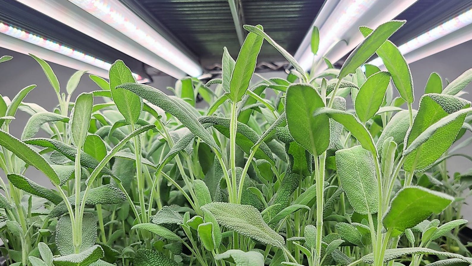 Plants and leaves in an indoor farming facility. 