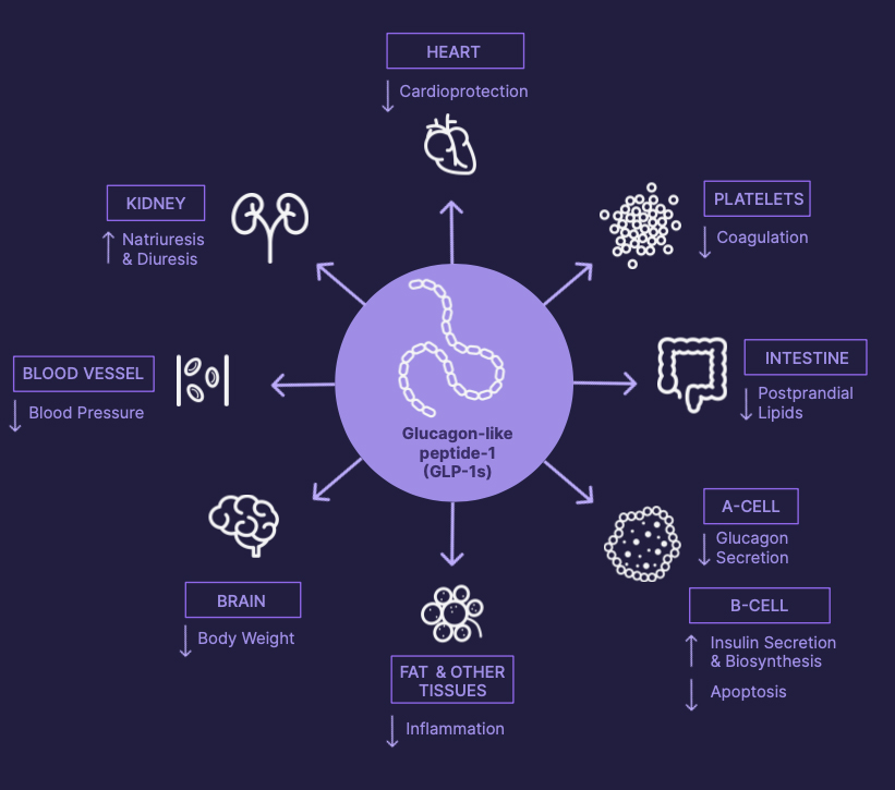 Medication in the Calibrate Program Introducing Wegovy