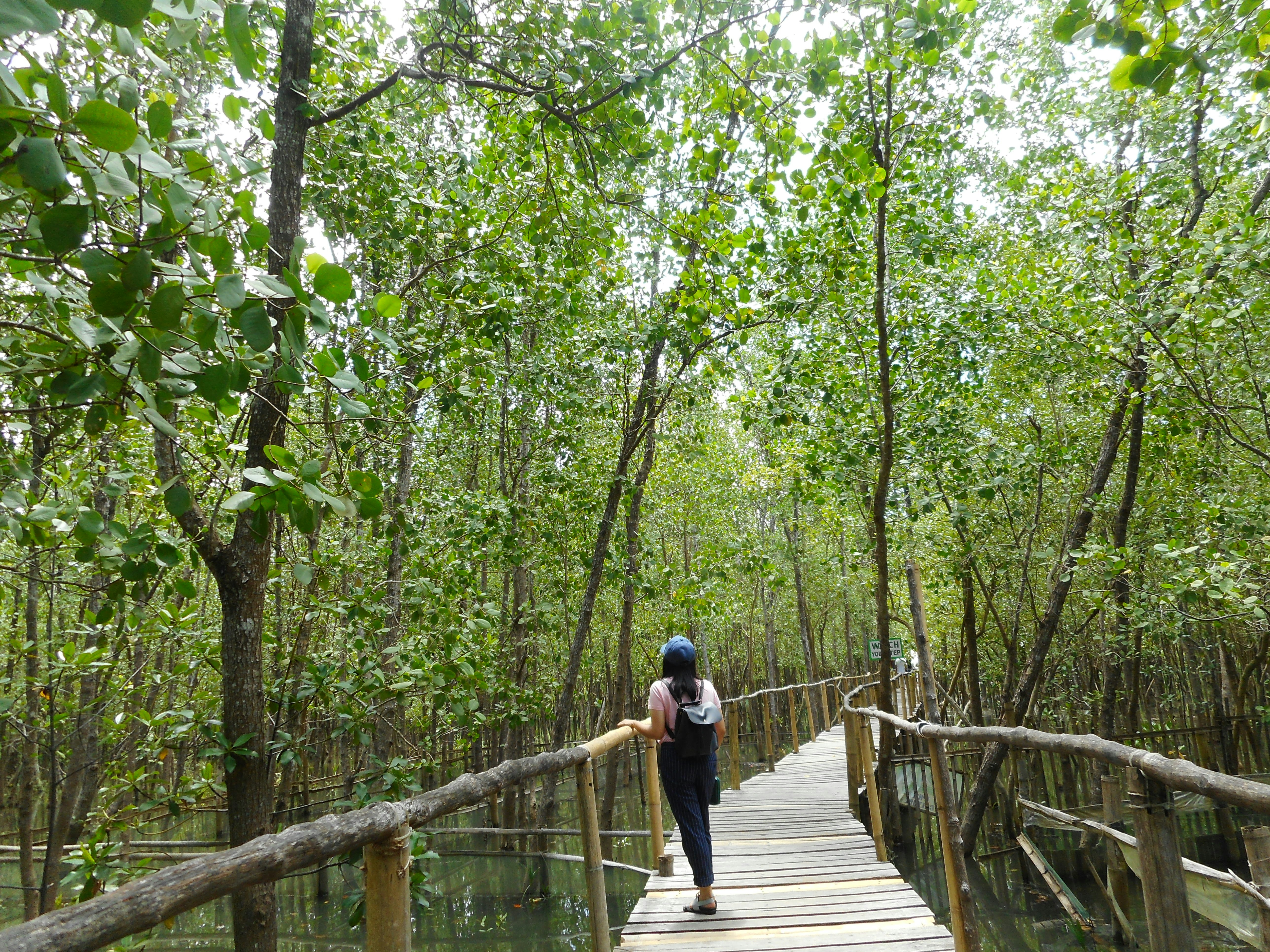 woman walking through a green forest of tall trees