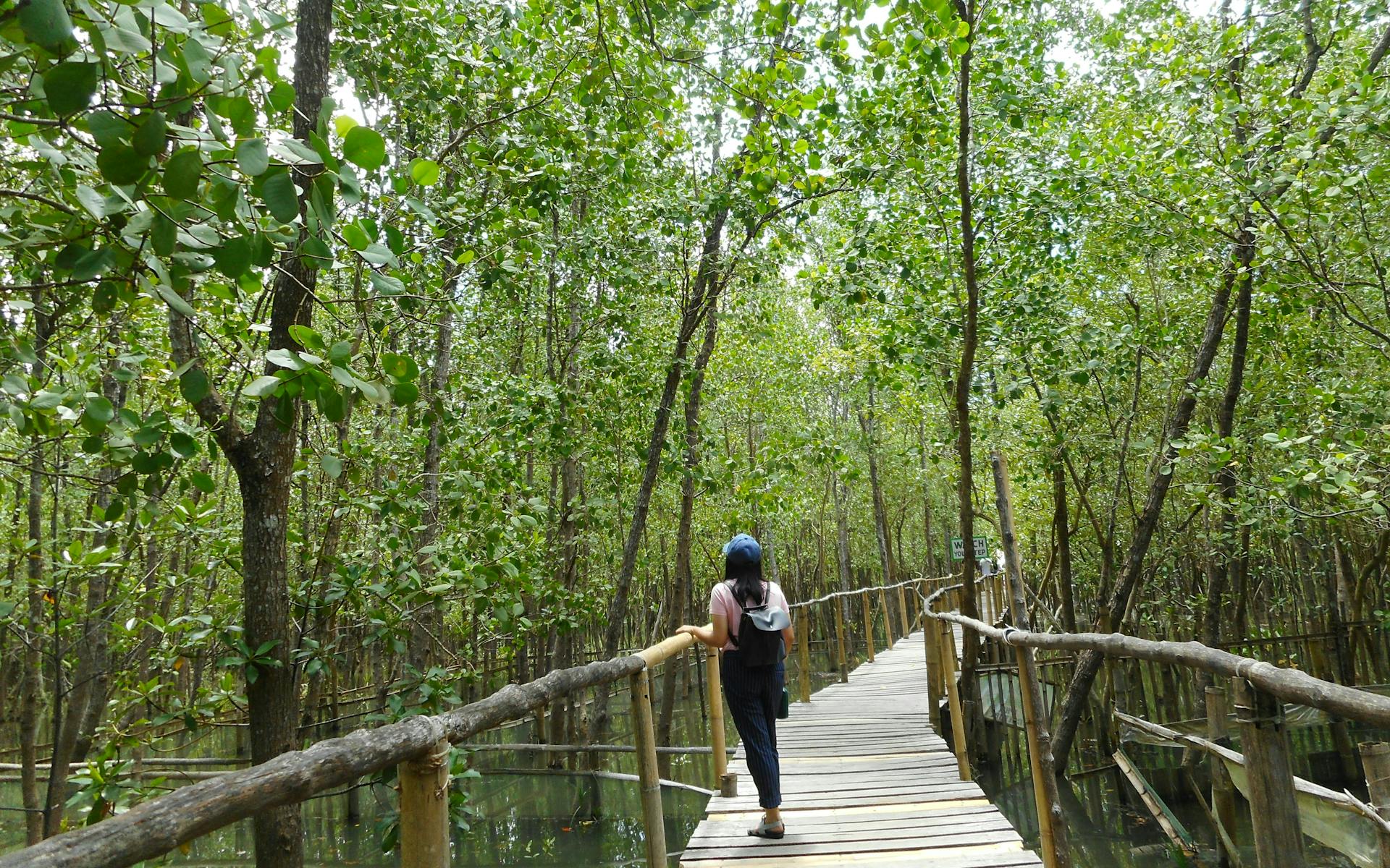 woman walking through a green forest of tall trees