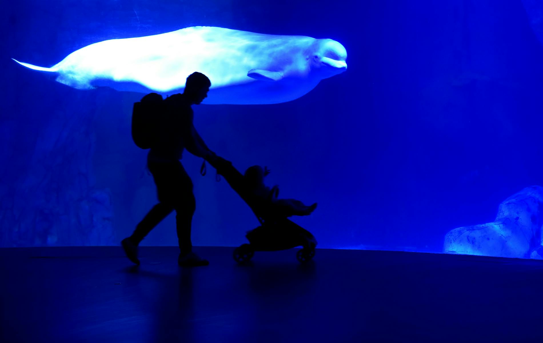a father with his kid at the Oceanogràfic of Valencia